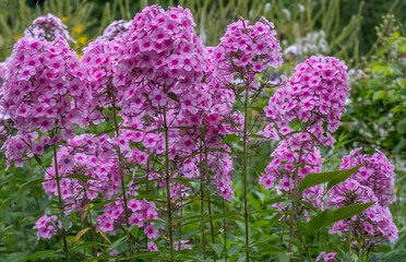 Obraz premium Flammenblume (Phlox)