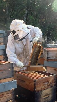 A female beekeeper carefully inspects honey-filled frames in her hives as bees swarm around her on a sunny day.