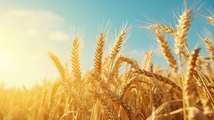 Fototapeta premium Golden Wheat Field with Blue Sky and Sunlight - AI generated illustration