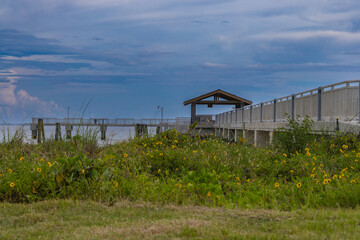 The Fort Desoto Park Gulf Fishing Pier St. Petersburg Florida USA Sunset September 2024. The colorful yellow daisies photographed around a variety of vibrant green bushes and shrubbery below the walki