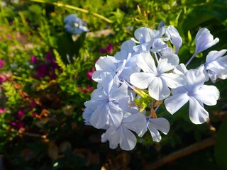 white flowers in a Southern France garden