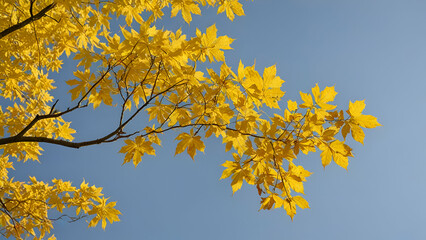 Autumn scenery featuring a branch of a maple tree with bright yellow leaves indicating the changing seasons forest landscape blue sky background,