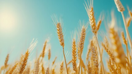 Golden Wheat Field with Blue Sky and Sunlight - AI generated illustration