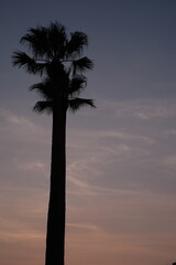 palm tree silhouette