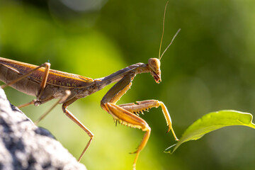 a cute brown-coloured praying mantis is reaching to a green leaf