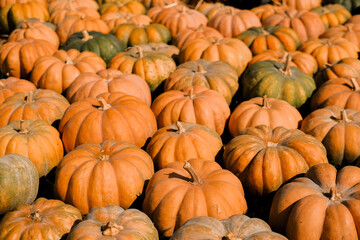 A vibrant display of pumpkins in a pumpkin patch during the autumn season in a rural farm