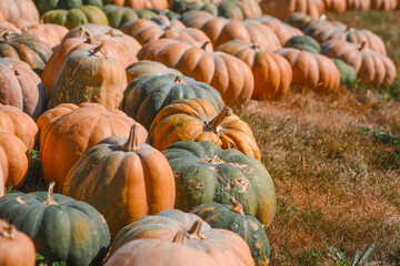 Colorful pumpkins arranged on a farm during autumn harvest season in a vibrant rural landscape