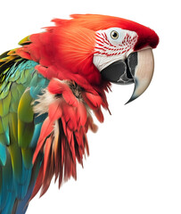 Fototapeta premium Close-up portrait of a vibrant macaw parrot with striking red, blue, and green feathers, isolated on a white background, Cutout, Isolated on White Background