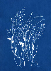 Silhouettes of plants. Unique hand-printed monotypes in Prussian blue. Cyanotypes, a kind of antique photography with freshly cut or dried flowers. Flower unique print. A Sun Print.