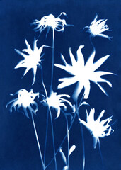 Unique hand-printed monotypes in Prussian blue. Cyanotypes, a kind of antique photography with freshly cut or dried flowers. Silhouettes of flowers.