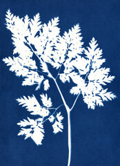 Unique hand-printed monotypes in Prussian blue. Cyanotypes, a kind of antique photography with freshly cut or dried plants. Flower unique print.