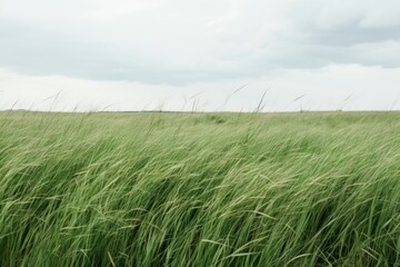 Obraz premium Africa grass overcast outdoors.