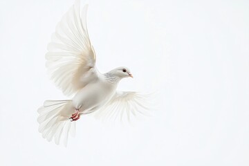 Obraz premium Graceful white dove in flight