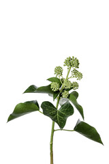 Naklejka premium Ivi plant