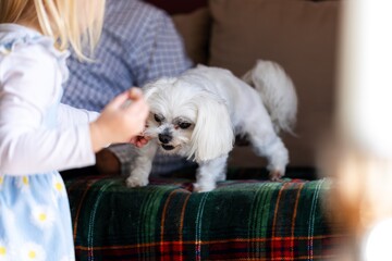 A closeup portrait of a small white boomer dog standing up next to its master on the couch with a small girl trying to feed it something while it still has a beefstick chewing snack in its mouth.