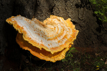 Sulphur shelf, mushroom, autumn, season, Laetiporus sulphureus, Fomitopsidaceae, parasitic, oaks,...