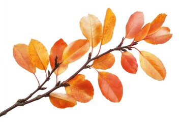 Naklejka premium Autumn tree leaf produce blossom.