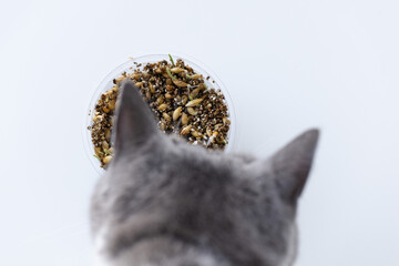 Cat and plastic pot with grass sprouts. Top view. Selective focus.