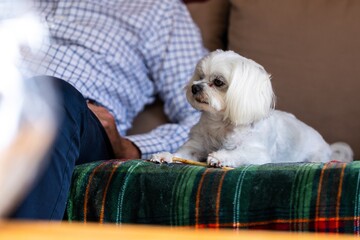 A portrait of a small white boomer mixed breed dog sitting next to its master on a couch on a plaid blanket indoors. With a beefstick snack in between the animals paws.