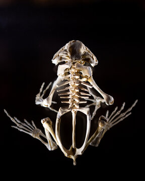 The bones of a toad with black background
