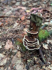 mushrooms in the woods