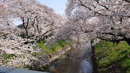 桜