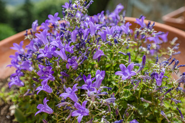 Campanula persicifolia ( Bellflower peach leaves , Campanula Persian or stick Jacob), purple bell flowers in summer garden