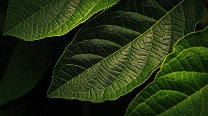 Intricate veins forming patterns on green leaves