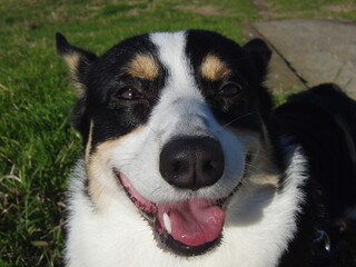 散歩中の黒コーギーの笑顔のクローズアップ