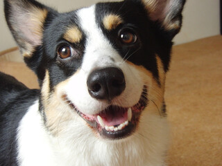 コルクマットの部屋で笑うトライカラーの若いコーギー犬の顔のクローズアップ