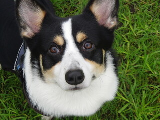 緑を背景に凛々しい顔の若いトライカラーのコーギー犬