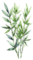 Obraz premium Watercolor Bamboo - A Serene Green Plant Illustration