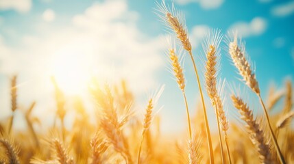 Golden Wheat Field with Blue Sky and Sunlight - AI generated illustration