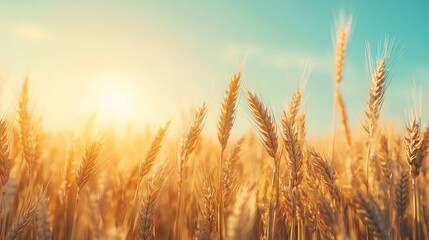 Fototapeta premium Golden Wheat Field with Blue Sky and Sunlight - AI generated illustration