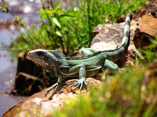 IGUANA