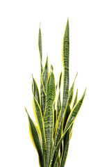 Close-up of Dracaena trifasciata (Sansevieria laurentii or Snake Plant) isolated on white...