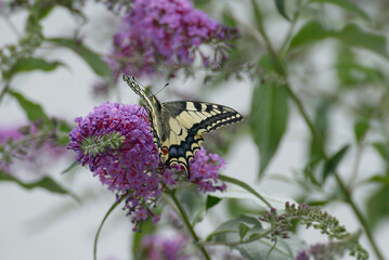 Old World Swallowtail or common yellow swallowtail (Papilio machaon) sitting on summer lilac in Zurich, Switzerland