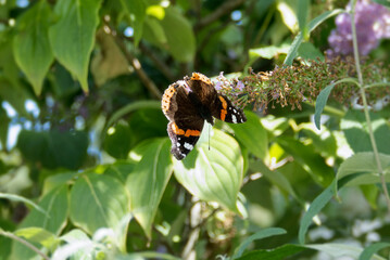 Red admiral butterfly (Vanessa Atalanta) perched on summer lilac in Zurich, Switzerland