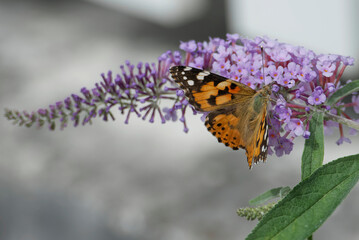 Painted Lady (Vanessa cardui) butterfly perched on summer lilac in Zurich, Switzerland