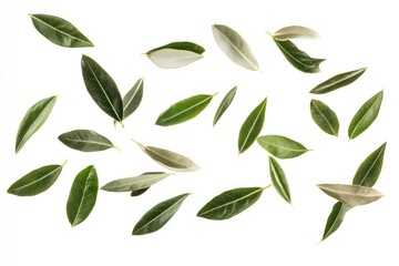 Naklejka premium Olive leaf leaves background white.