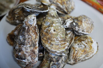 Oysters.