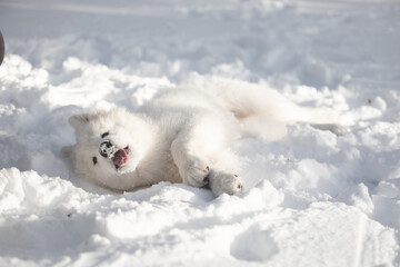 Fototapeta premium Cute dogs