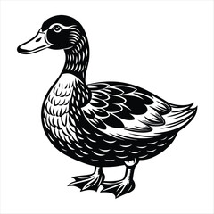 duck