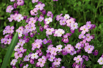 Obraz premium Blumen, Blüten, Gänseblümchen