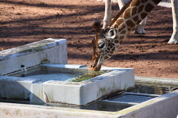 水を飲むキリン