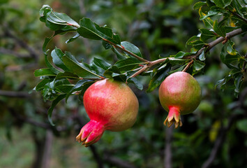 Fresh pomegranate fruit developing on the tree, not yet ripe.