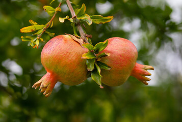 Fresh pomegranate fruit developing on the tree, not yet ripe.