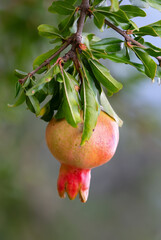Fresh pomegranate fruit developing on the tree, not yet ripe.