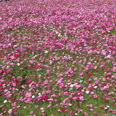 秋風に揺れながら野原一面に咲いている美しいコスモスたち
