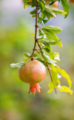 Fresh pomegranate fruit developing on the tree, not yet ripe.